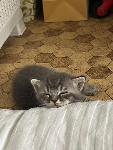 Животные: Шотландские котята: 1) девочка (Scottish fold) 2) девочка (Scottish — 6