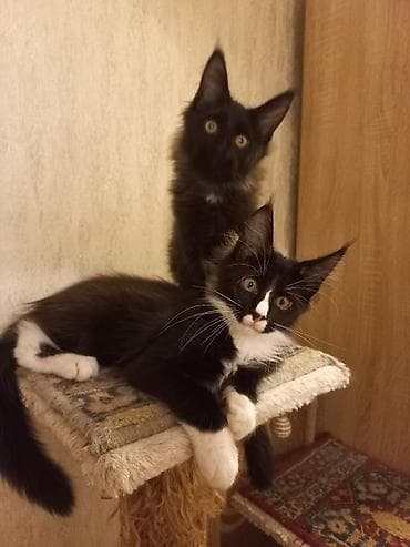 кот невский маскарадный: Два крупных 3-месячных котёнка породы мейн-кун готовы к переезду! — 2