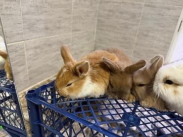 кошки каракол: Кролик с окрасом, сочетающим белый и светло-коричневый цвета. Обладает — 8