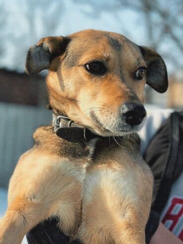 приют чихуахуа спб: Собака даром: Дворняжка, 1 год, Самец, С прививкой — 3