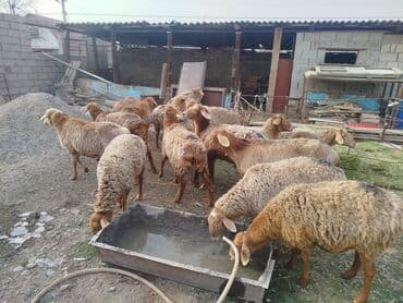 шпиц стоимость: Продаю | Овца (самка) | Полукровка | Для разведения | Матка — 2