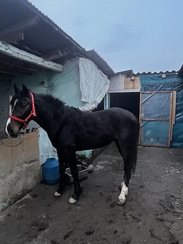 Кемирүүчүлөр: Сатам | Жылкы (эркек) | Жумушка | Жасалма жол менен боозутуу — 1