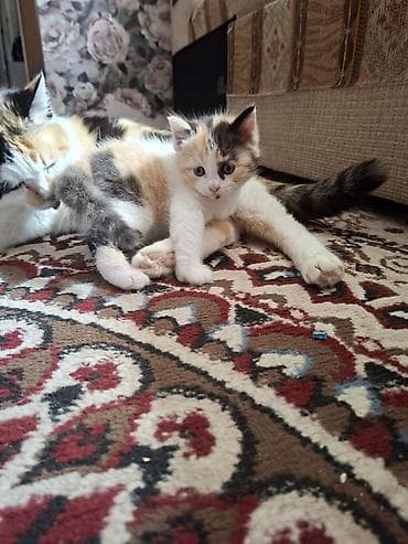 собаки собаки: Котята трёхцветные две девочки . возврат полтора месяца . кушают — 1