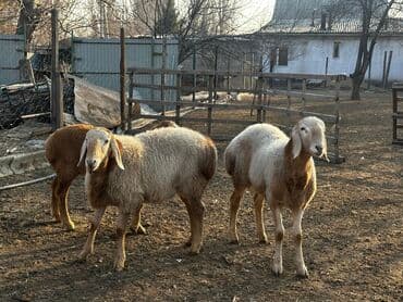 весы для животных: Продаю | Ягненок | Арашан | Для разведения — 8