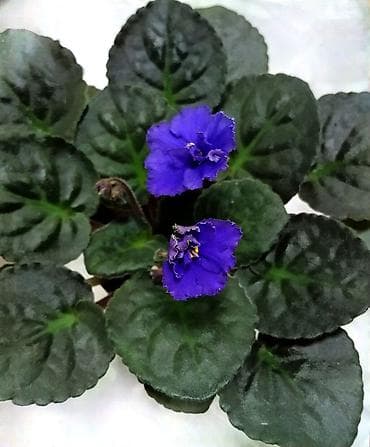 деткие: В продаже взрослые фиалки (цветущие и не цветущие 250-350)детки — 9