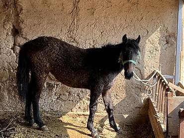 А/ч жаныбарлары үчүн тоюттар: Сатам | Бээ (ургаачы) — 1