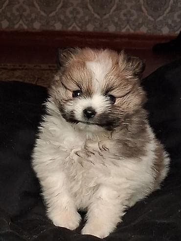 куплю собаку шпиц: Помиранский шпиц •Девочка •Родилась 14 .03.2026 •Окрас : пати-колор — 10