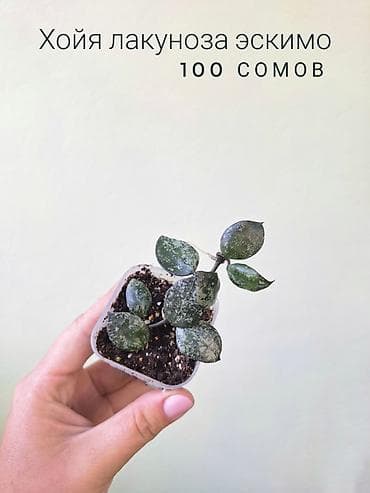 фитолампа: 💚 Комнатные растения от 100 сомов (детки/укоренённые растения) — 9