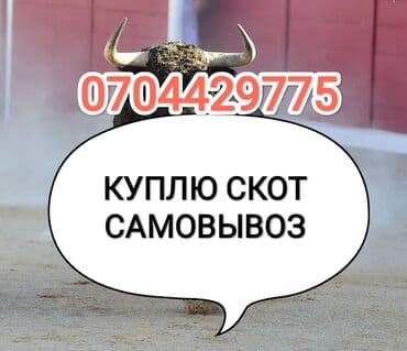 седло для лошади: Куплю | Коровы, быки, Лошади, кони | Круглосуточно, Любое состояние, Забитый — 1