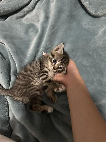 scottish fold: Беспородная, 1 месяц, Мальчик — 1