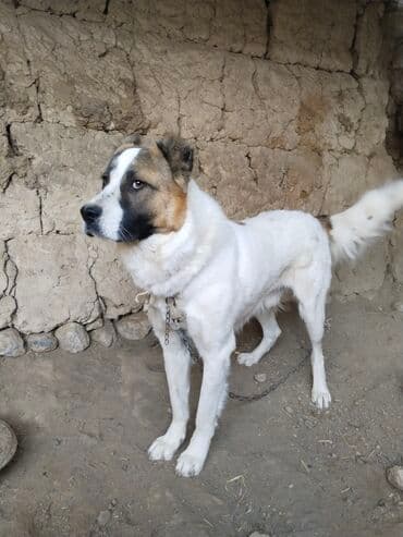 акустические системы newrixing колонка в виде собак: Алабай, 1 год, Самец — 4