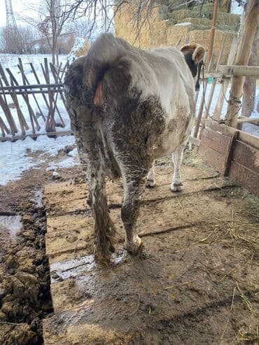 каровы для молока: Продаю | Корова (самка) | На забой — 10