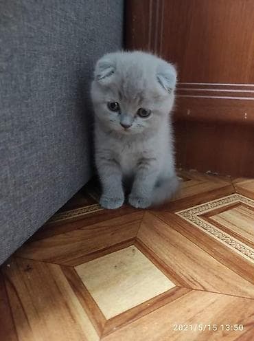 кошка шиншила: Шотландский вислоухий котёнок - Окраc: нежный серо-голубой Есть еще — 1