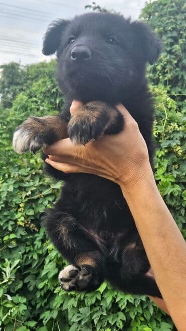 добрые руки: Собака даром: Дворняжка, 2 месяца, Самка — 2