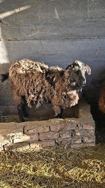 куда можно отдать собаку в бишкеке: Продаю | Овца (самка) | Полукровка | Для разведения — 2