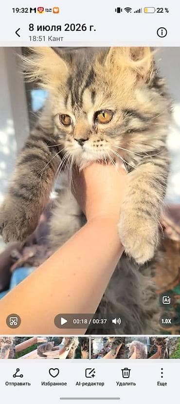Котенок 4 месяца,шотландский хайленд страйт,ноходится в Канте — 2
