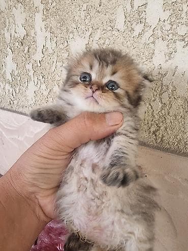 Скотиш Фолд (Шотландиялык шалпаң кулак), 1 айлык, Эркек, Алтын шиншилла — 2