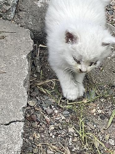 бесплатно котята: Котята от дворовой кошки. Котятам требуется мед. Помошь у всех есть — 4