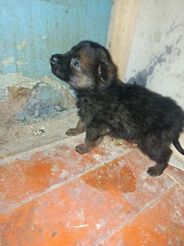 Вязка собак: Бельгийская овчарка — 9