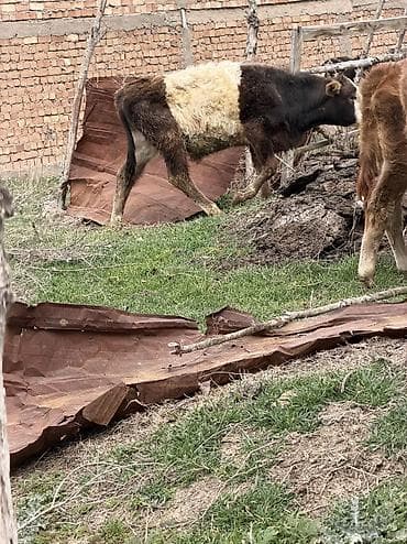 сенбернар бишкек: Сатам | Бука (эркек) | Алатоолук, Голштин, Аргын — 6