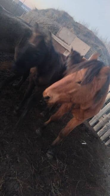 Грызуны: Продаю | Жеребец | Для разведения — 8