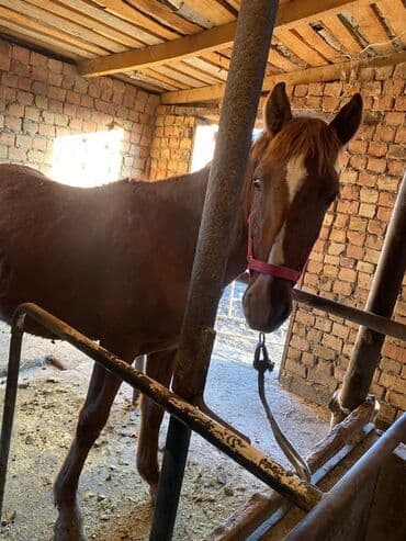 корм форели: Продаю | Жеребенок, Жеребец, Кобыла (самка) | Полукровка | Для разведения, На забой, Рабочий — 12