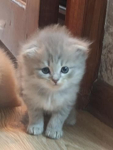 Пушистые котята, домашнего выращивания. - Возраст на фото: примерно