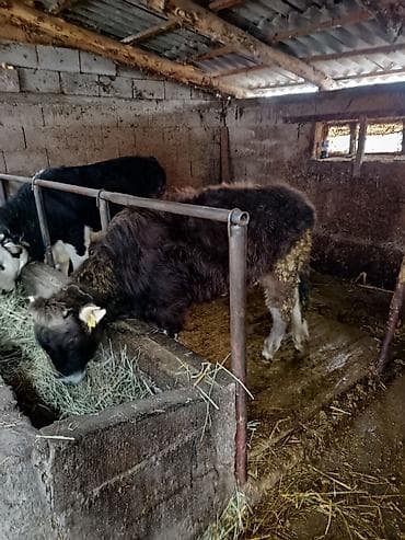 голштин торпоктор: Сатам | Кунаажын | Аргын | Бордоп семиртүү үчүн — 2