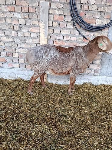 зоосалон грумира бишкек: Сатам | Козу | Арашан | Көбөйтүү үчүн | Ургаачы — 9