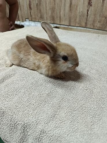 стол для аквариума: Продаю Кроликов декоративных, Отличный выбор для семьи и детей — 2