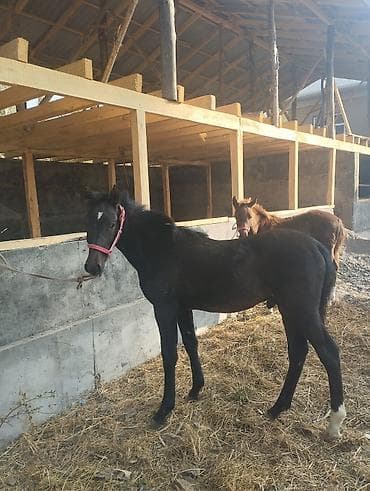 Продаю | Жеребенок | Для разведения