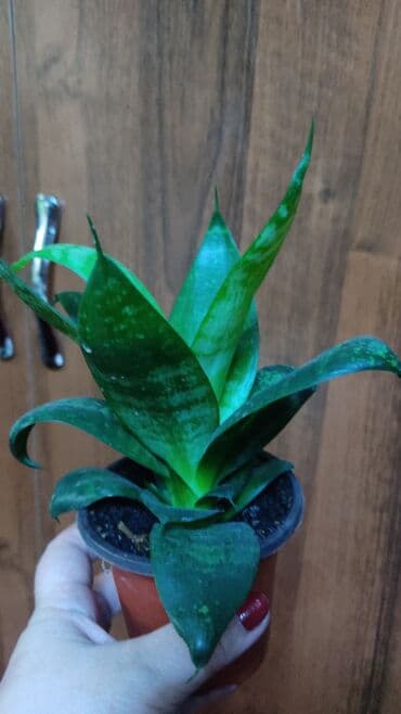 чайное дерево: Распродажа САНСЕВИЕРИИ цветы комнатные В чем польза: очищает воздух — 6
