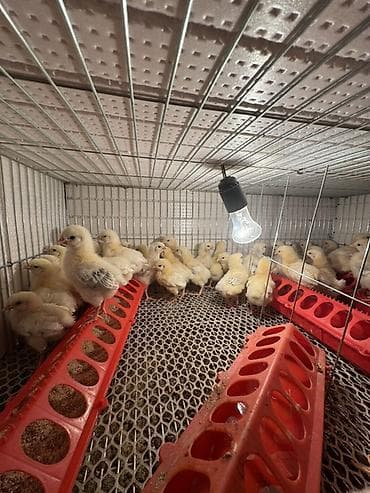 прием кукурузы: Продаю | Цыплята | Бройлерная | На забой — 3