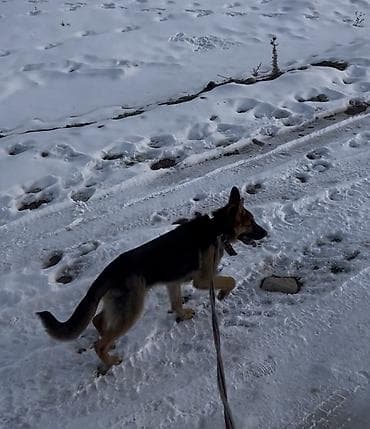 японская собака акита: Чистокровный немецкий овчарка 7-месяц (самец) С прививкой. Немецкая — 1