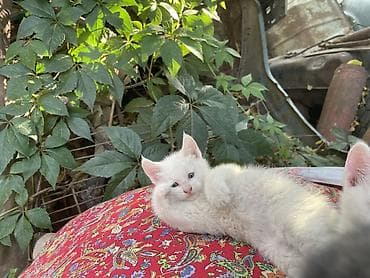 котёнок даром: Отдам белого котенка, девочка район Кок жар кольцевая — 1