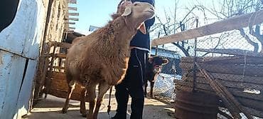 чёрная львинка: Продаю | Баран (самец) — 3