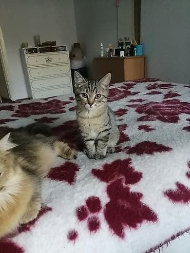 scottish fold: Котёнок домашний, полосатый (серо-коричневый табби). - Окрас — 1