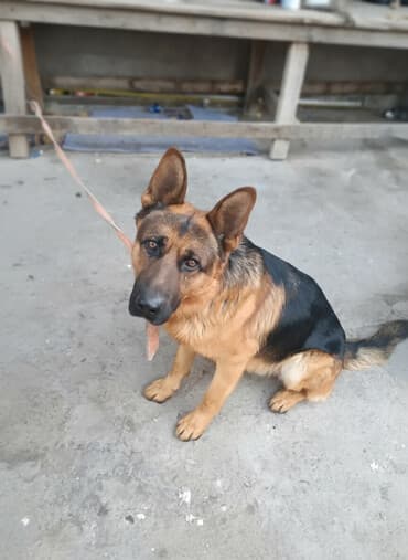 где продают собак: Немецкая овчарка, классический окрас чепрачный (черный с рыже-рыжим — 1