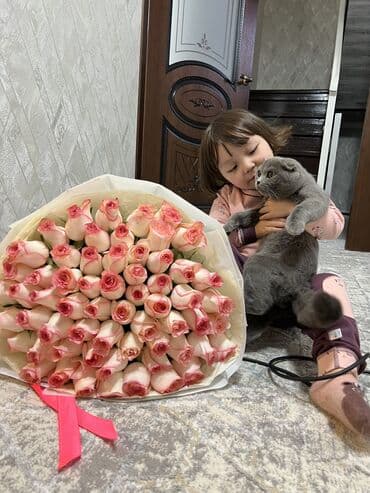 шотландская вислоухая кошка: Скотиш Фолд (Шотландская вислоухая), 8 месяцев, Мальчик, Голубой, Приучена к лотку, Проглистована, С прививками — 3