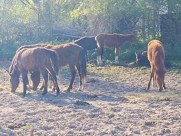 токмок животные: Продаю | Жеребенок | Для разведения — 6