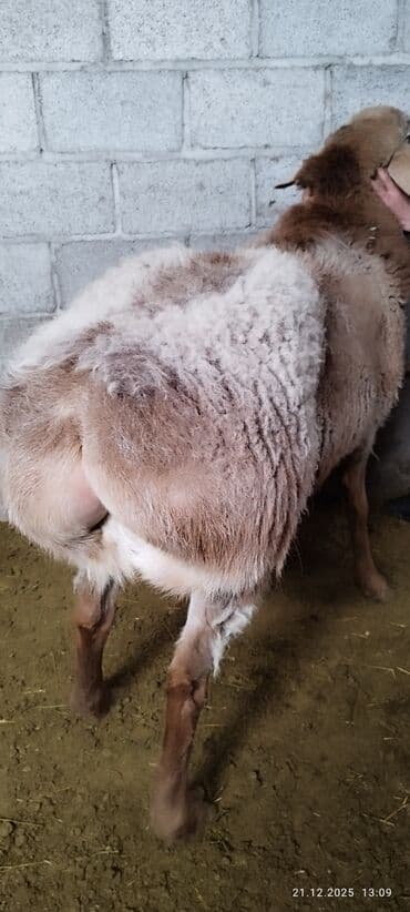 купить ягнёнка: Продаю | Овца (самка) | Для разведения | Матка — 1