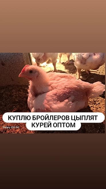 момолой чычкан: Сатам | Тооктор, Короздор, Балапандар | Бройлер, Тебиштирүүчү, Брама | Союуга, Көбөйтүү үчүн, Жумуртка туудуруу үчүн — 1