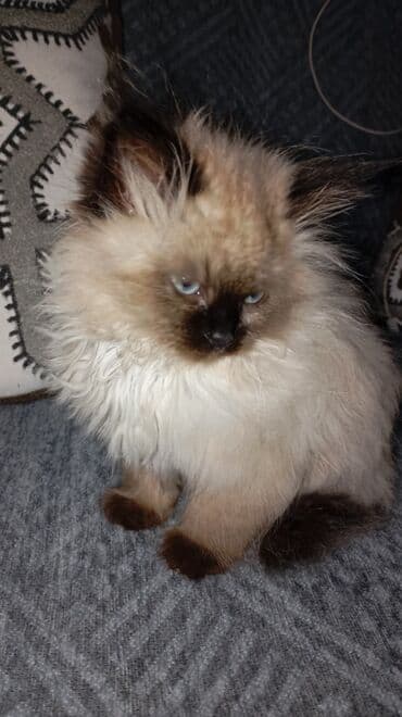 продам домик для кошки: Тайская, 2 месяца, Девочка, Приучена к лотку — 2