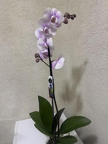 орхидея цена: Орхидеи сортовые в наличии.Биг липы,каменная роза,ароматная орхидея — 5