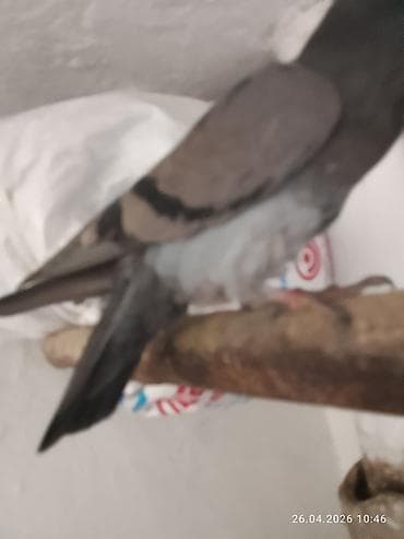 золотой ворон: Почтовый голубь (темно-серый окрас) - Порода: домашний голубь — 3