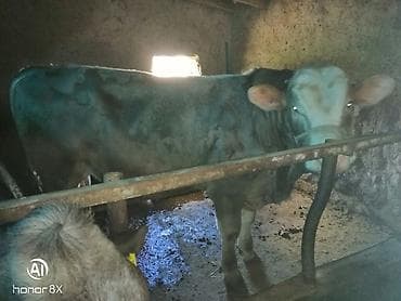 купить паука: Продаю | Бык (самец) | На откорм | Привязанные — 2