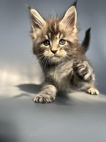 кошка британская: Чистокровные мейн-Куны от элитных родителей и предков с полным пакетом — 7