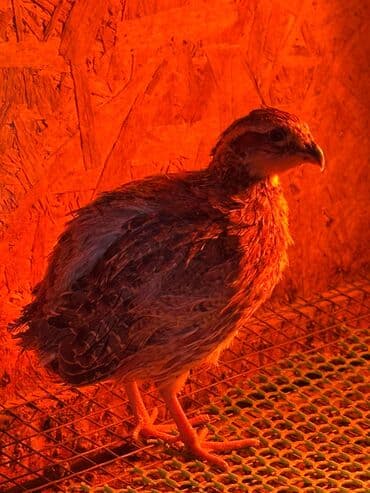 кекилик бишкек: Продам молодые виргинские куропатки — 2