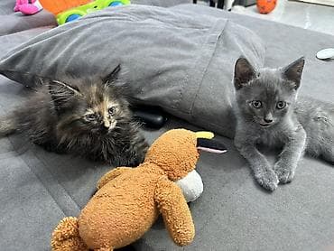 scottish fold: Отдаем бесплатно котят 2 мес черная девочка серый мальчик ❤️ в — 4
