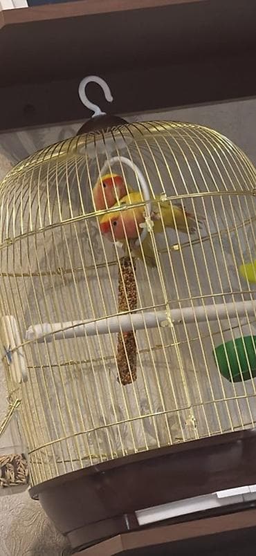 сколько стоит сурикат: Пара декоративных попугаев-неразлучников с комплектом клетки — 1